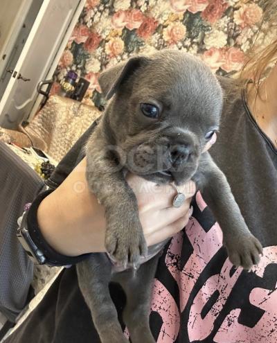 Продаем щенков породы Французский бульдог!!!