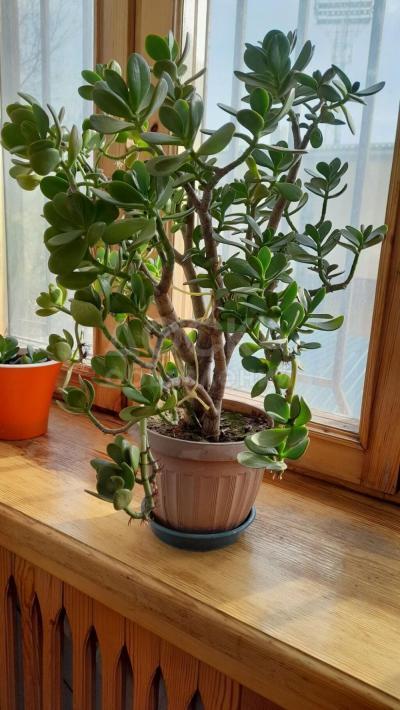 Денежное дерево, большое.