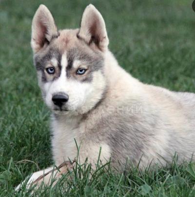 Продают щенки хаски!!!