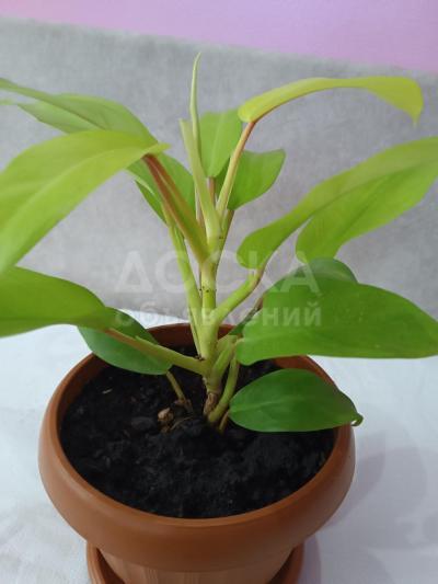 Продаю филодендрон Голди Лок