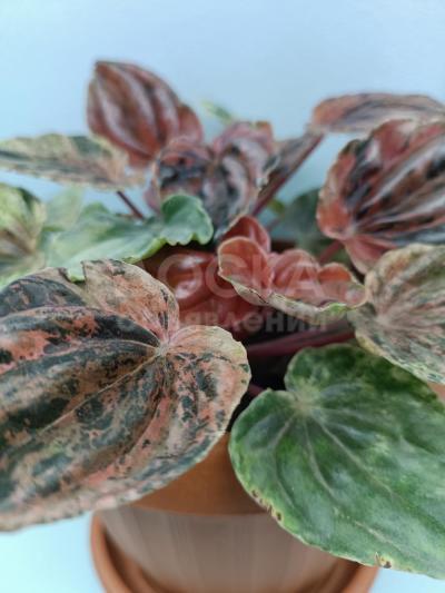 Продаю Пеперомию Мармората Кирстен