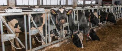 Продам телята тёлочки бычки оптом мясное направление