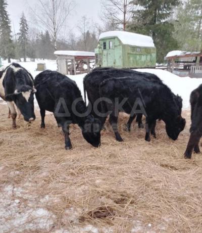 Продажа Крупно Рогатого Скота оптом