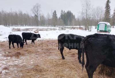 Продам телята бычки оптом