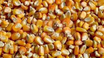 Арпа 45 тонна Жугору 97 тонна сатылат