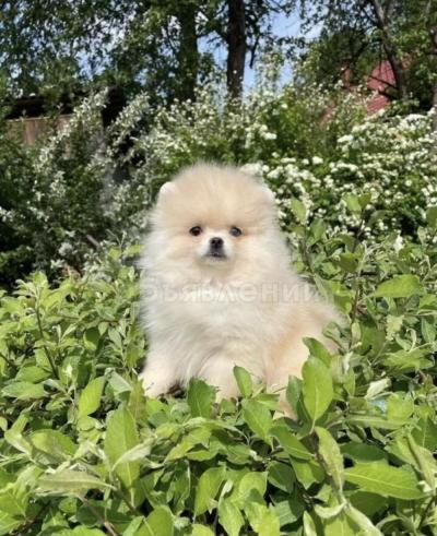 В хорошие руки померанский шпиц