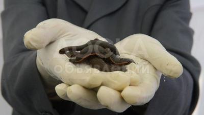 Продаю пиявки 0501 705 705