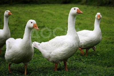 Гусиный жир Бишкек