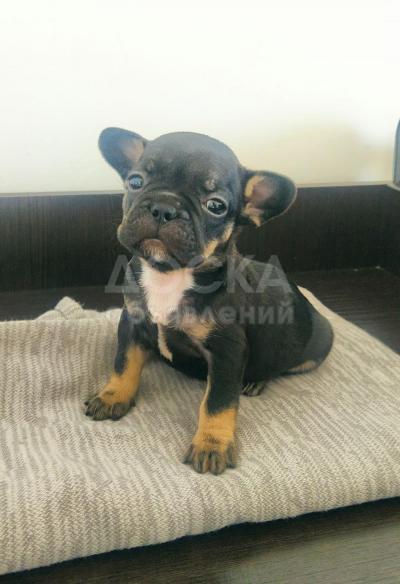 Продаются щенки французского бульдога