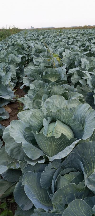 Капуста оптом