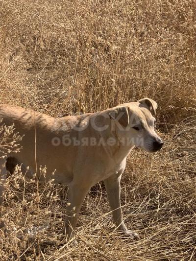 Нашлась собака с щенятами.