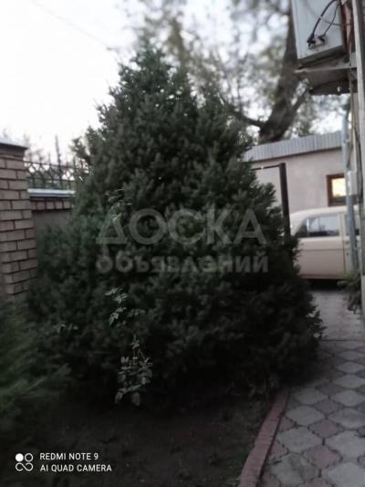 Продаю елки 2шт в Бишкеке. Высота елок приблизительно  3,5 и 4,5м