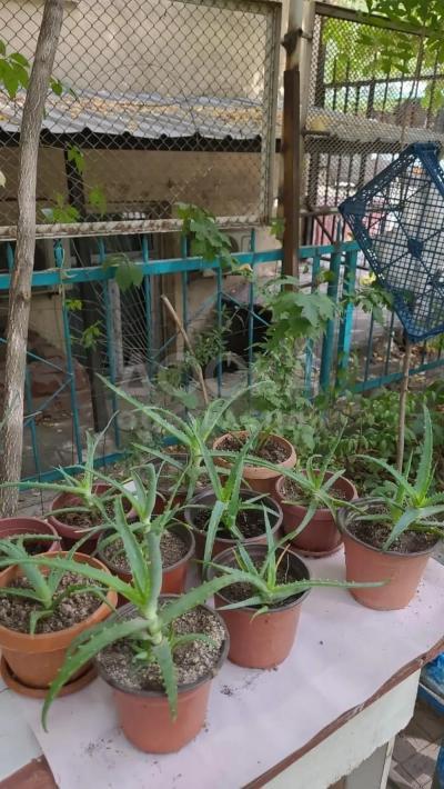 алоэ от 200 сом за один