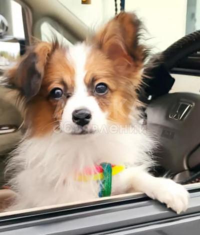 Континентальный той-спаниель папильон.