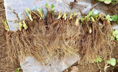 Саженцы клубники, ежевики и малины. Большой опт