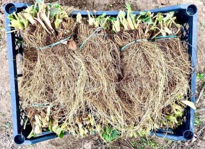 Саженцы малины, ежевики и клубники. Большой опт