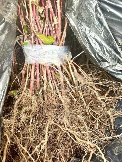 Саженцы клубники, ежевики и малины. Большой опт