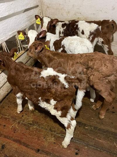 Бычки телята Кыргызстан