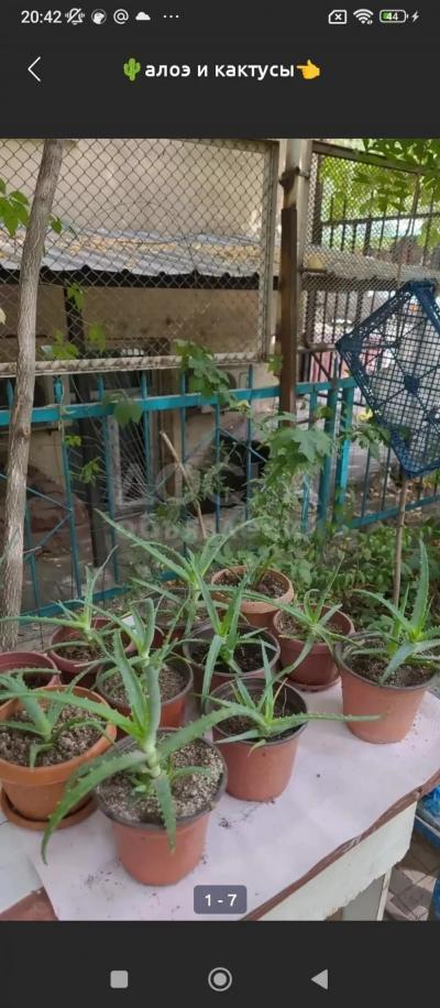 алоэ и кактусы