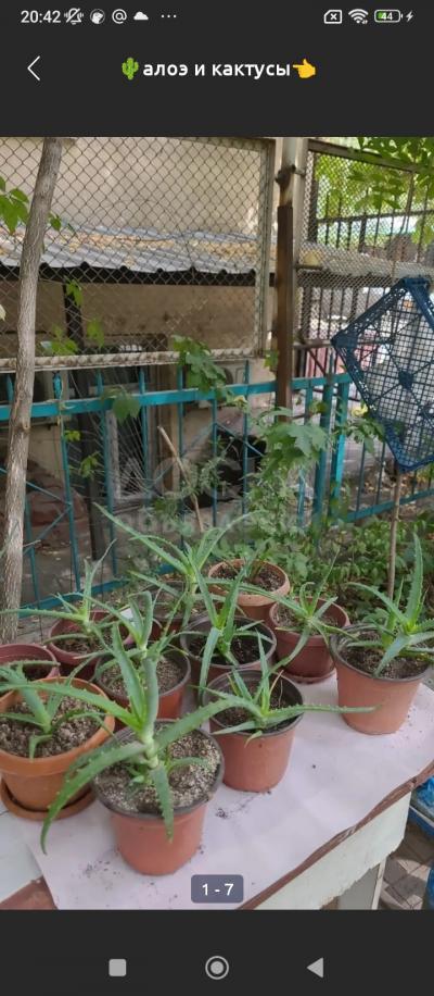 алоэ от 200 сом