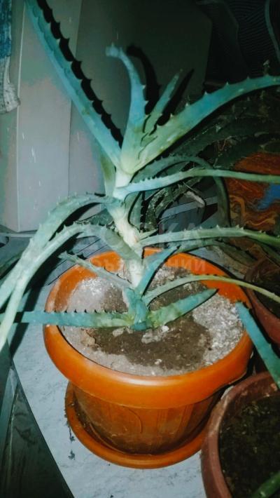 Лечебный Алоэ от 200 сом