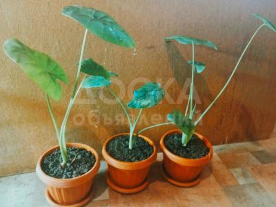 Алоказия от 250 сом