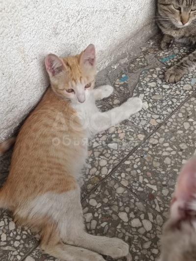 Отдам котенка 3 месяца и кошечку 1 год