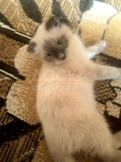 Возьму  маленького котёнка от сиамской породы.
Возьму даром,в хорошие руки...