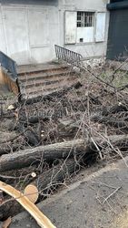 На проспекте Чуй вырубленные деревья оставили перед магазином, заблокировав вход, - житель