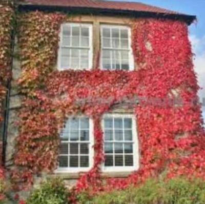 Пионы.
Пионы травянистые.
Пионы кустарниковые.
Пионы древовидные.
Пионы гибридные.
Пионы клубнями.
Пионы корневища.
Гульдор.