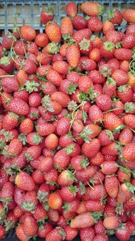 Сүрөт: Turmush